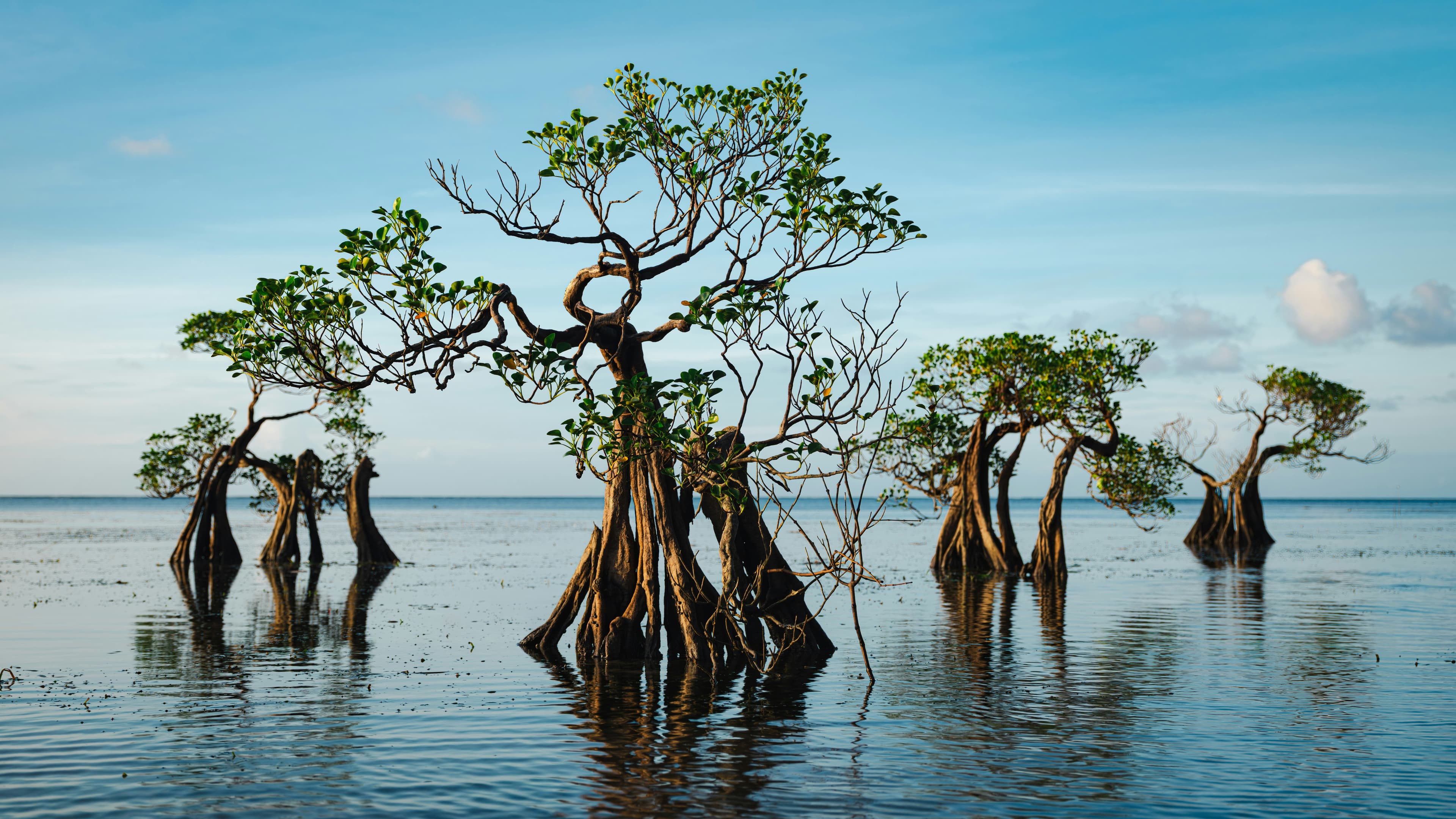 Environmental restoration and mangrove planting
